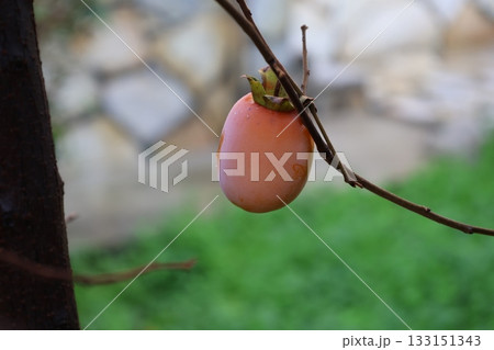 Orange fruit tree. High quality photo 133151343