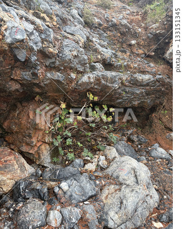 Rocky Fig Plant. High quality photo Rocky Fig Plant. High quality photo 133151345