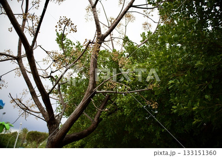 Leafy garden scenery. High quality photo Leafy garden scenery. High quality photo 133151360