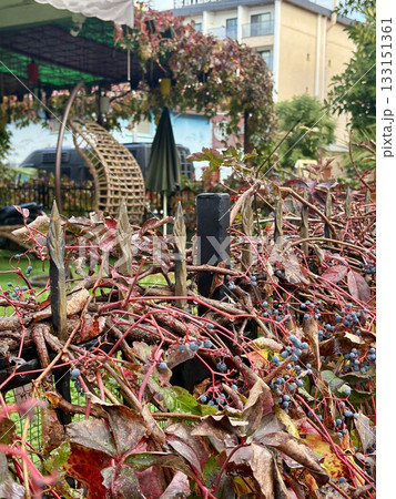 Outdoor garden chair. High quality photo 133151361