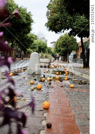 Fallen oranges street. High quality photo 133151421