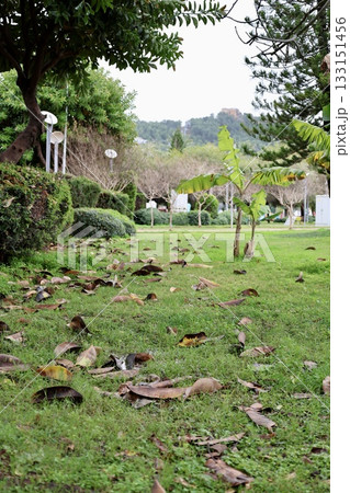 Leafy garden scenery. High quality photo 133151456