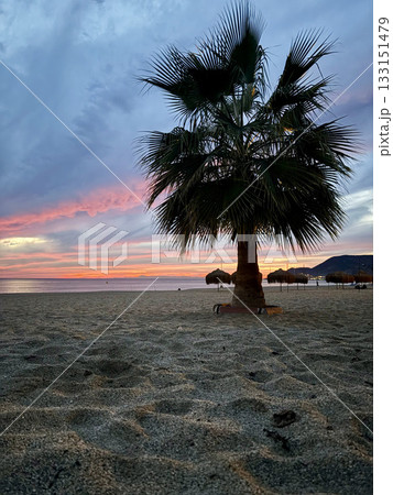 Upward palm view. High quality photo Upward palm view. High quality photo 133151479
