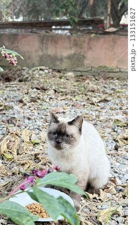 Cat eating outdoors. a purebred cat eats in the garden.High quality photo 133151627