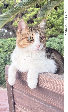 Cat relaxing planter.a cat sits in a flowerpot under a palm tree .High quality photo 133151638