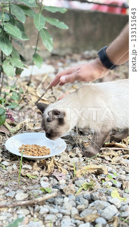 Cat eating outdoors. a purebred cat eats in the garden.High quality photo Cat eating outdoors. a purebred cat eats in the garden.High quality photo 133151643