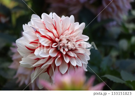 ダリアが綺麗に咲いています。 133151823