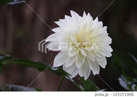 ダリアが綺麗に咲いています。 ダリアが綺麗に咲いています。 133151908