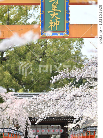 京都 平野神社の桜2024年春 京都 平野神社の桜2024年春 133151929