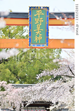 京都 平野神社の桜2024年春 京都 平野神社の桜2024年春 133151931