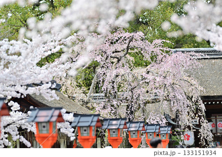 京都　平野神社の桜2024年春 133151934
