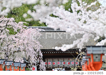 京都　平野神社の桜2024年春 133151935
