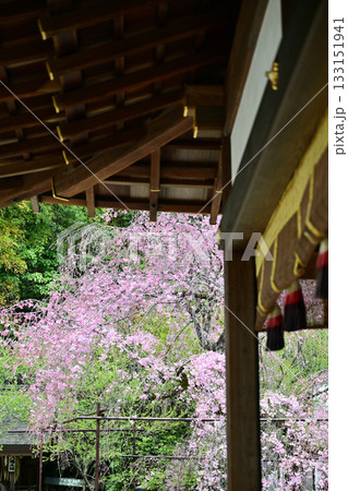 京都　平野神社の桜2024年春 133151941