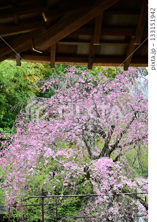 京都　平野神社の桜2024年春 133151942