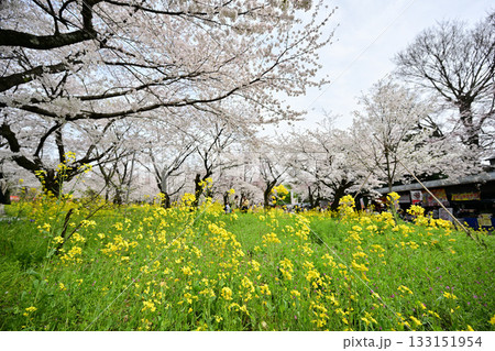 京都　平野神社の桜2024年春 133151954