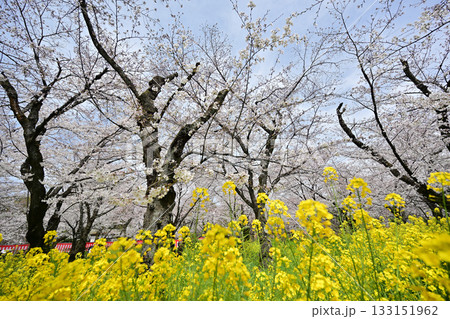 京都 平野神社の桜2024年春 京都 平野神社の桜2024年春 133151962