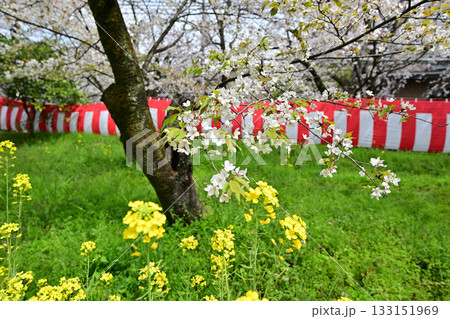 京都 平野神社の桜2024年春 京都 平野神社の桜2024年春 133151969