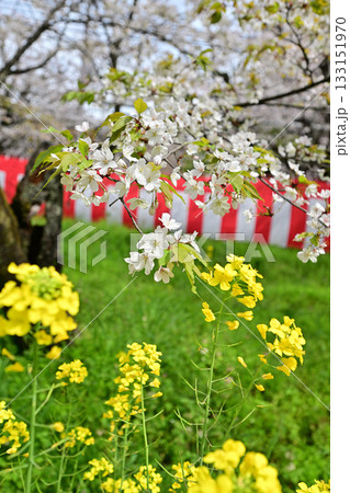 京都　平野神社の桜2024年春 133151970