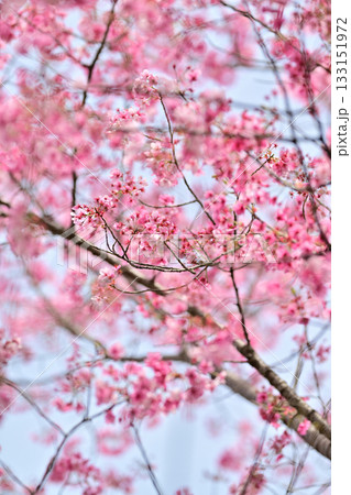 京都 平野神社の桜2024年春 京都 平野神社の桜2024年春 133151972