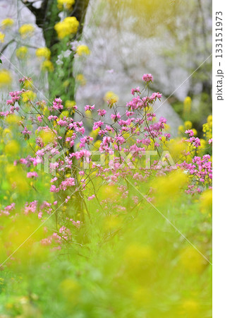 京都　平野神社の桜2024年春 133151973