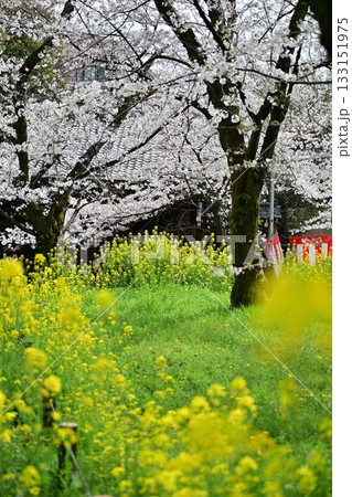 京都　平野神社の桜2024年春 133151975