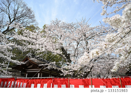 京都　平野神社の桜2024年春 133151983