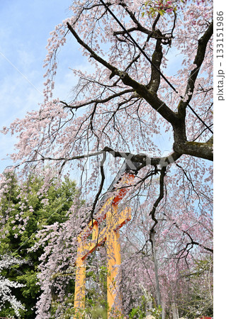 京都　平野神社の桜2024年春 133151986