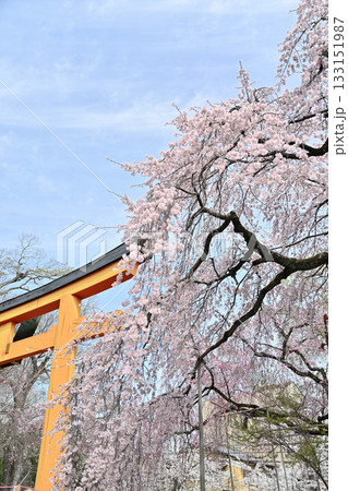 京都 平野神社の桜2024年春 京都 平野神社の桜2024年春 133151987
