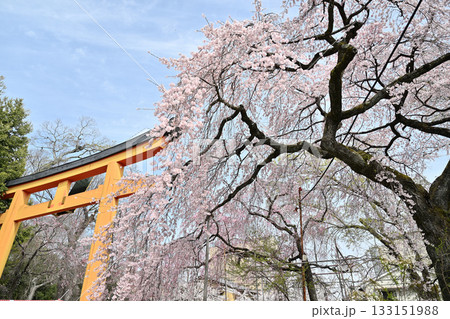 京都　平野神社の桜2024年春 133151988