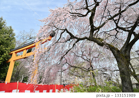 京都　平野神社の桜2024年春 133151989