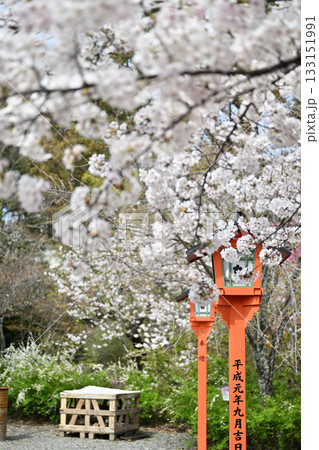 京都　平野神社の桜2024年春 133151991