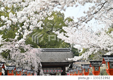 京都 平野神社の桜2024年春 京都 平野神社の桜2024年春 133151992