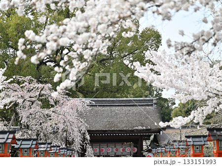 京都　平野神社の桜2024年春 133151993