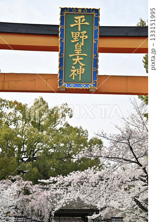 京都　平野神社の桜2024年春 133151995