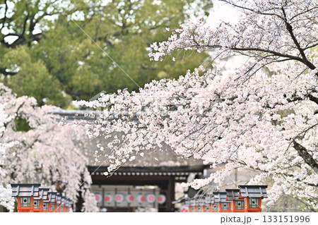 京都　平野神社の桜2024年春 133151996