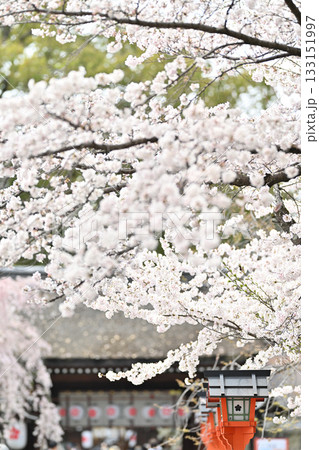 京都　平野神社の桜2024年春 133151997