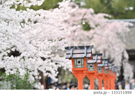 京都 平野神社の桜2024年春 京都 平野神社の桜2024年春 133151999