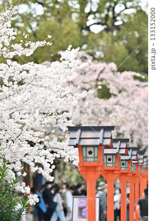 京都　平野神社の桜2024年春 133152000