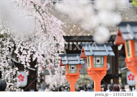京都 平野神社の桜2024年春 京都 平野神社の桜2024年春 133152001