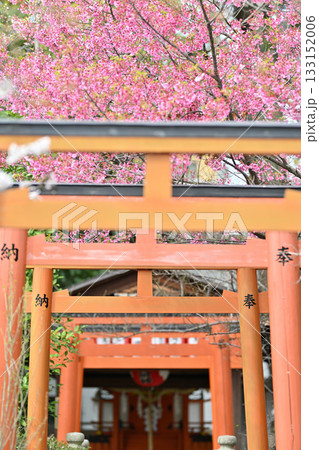 京都　平野神社の桜2024年春 133152006