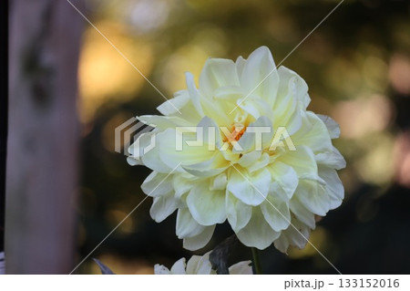 ダリアが綺麗に咲いています。 133152016