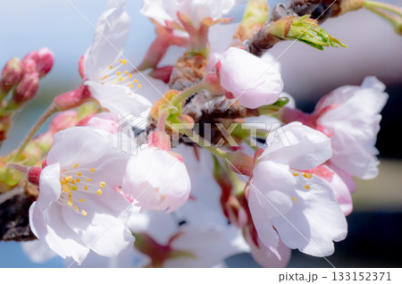 桜が咲いた 桜が咲いた 133152371