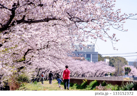 桜並木を散歩する親子 133152372