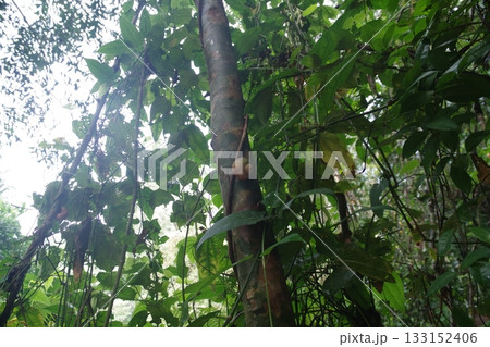 スリランカ 世界遺産シンハラジャ森林保護区のカタツムリ スリランカ 世界遺産シンハラジャ森林保護区のカタツムリ 133152406