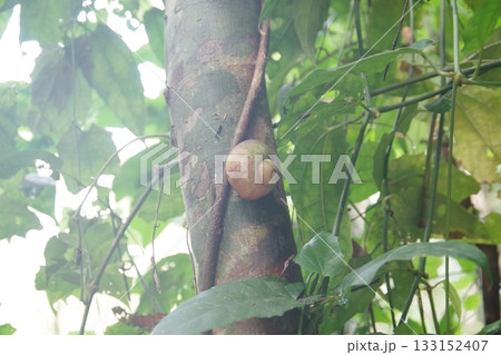 スリランカ　世界遺産シンハラジャ森林保護区のカタツムリ 133152407