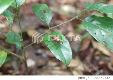 スリランカ 世界遺産シンハラジャ森林保護区の昆虫 スリランカ 世界遺産シンハラジャ森林保護区の昆虫 133152412