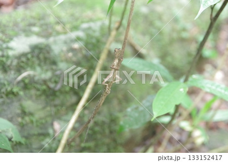 スリランカ　世界遺産シンハラジャ森林保護区の爬虫類 133152417