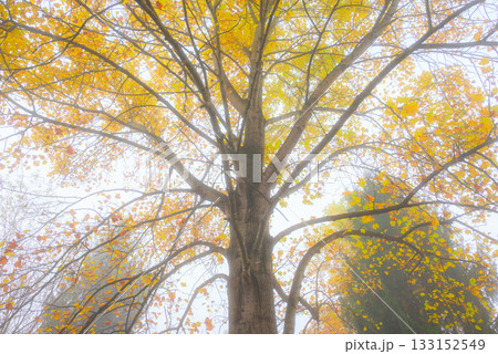 ユリノキと朝霧【北安曇郡池田町】 133152549