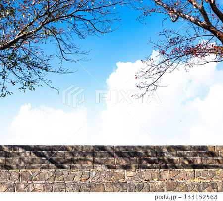 秋の青空と落葉した桜の木と階段のある風景 133152568