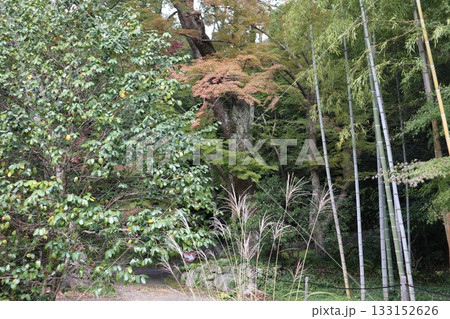 大阪神峯山大門寺の紅葉の始まり 大阪神峯山大門寺の紅葉の始まり 133152626